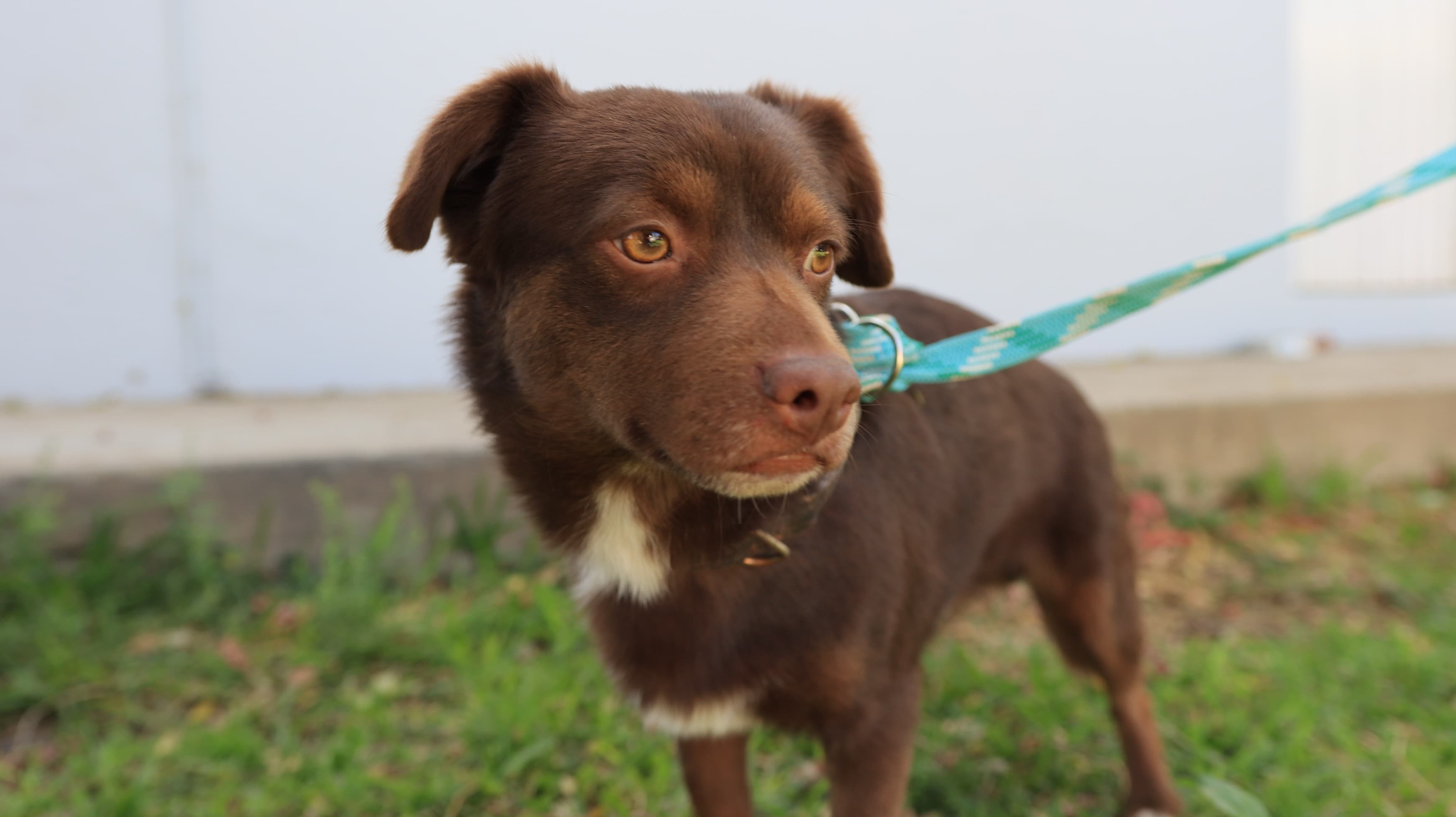 TLAQUEPAQUE PROMUEVE LA ADOPCIÓN DE LOMITOS 